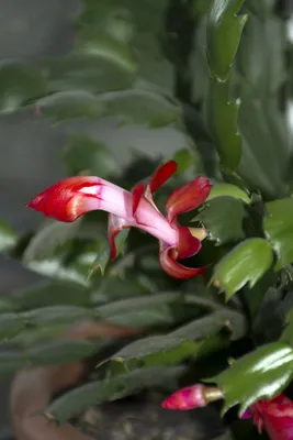 Декабрист - 90 фото выращивания тропического кактуса на дому