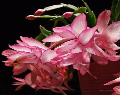 Виды и сорта цветка декабрист | floravdome.ru