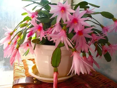 ✓ Декабрист цветок (Шлюмбергера, Зигокактус): выращивание и уход в домашних  условиях, размножение, пересадка, питание