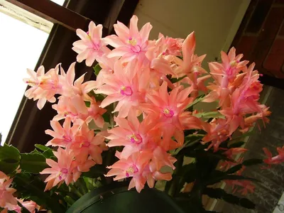 Декабристы цветы - 36 фото