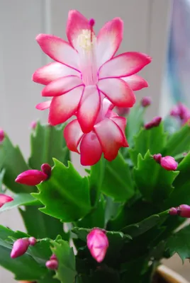 Декабрист цветок - 65 фото