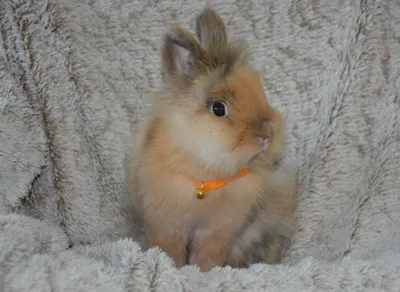Декоративные карликовые кролики: покупка и особенности содержания | Блог  зоомагазина Zootovary.com
