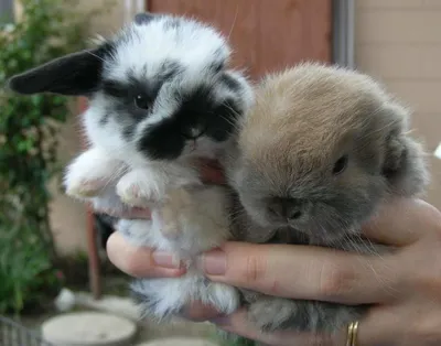 Милейшие голландские кролики | Мир домашних животных | Дзен