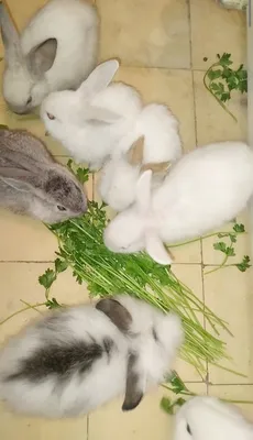 Чем кормить декоративного кролика в домашних условиях