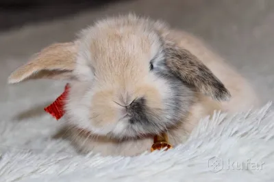 Балия, минилоп, самка - Декоративные кролики