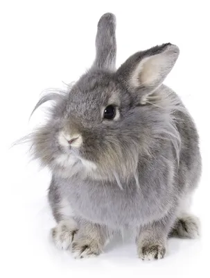 Карликовые миниатюрные декоративные торчеухие и вислоухие кролики и кл -  доска объявлений о продаже животных Bim.ua id:8452
