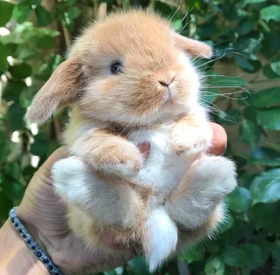 Карликовый кролик - «Декоративный кролик:стоит ли оно того?» | отзывы