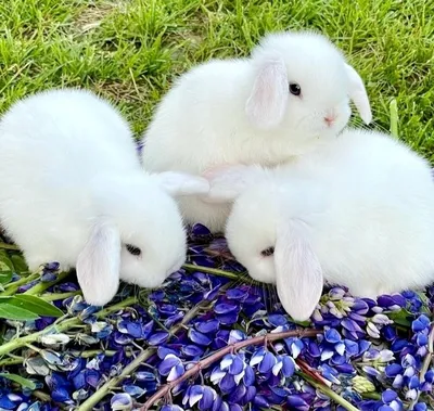 Кролик декоративный мини, черно-белый (ID#29914635), цена: 999 ₴, купить на  Prom.ua