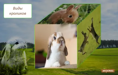 Декоративные карликовые кролики,крольчата. - Барахолка onliner.by