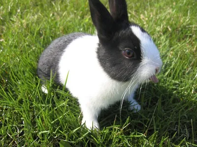 Кролики супер мини - декоративный карликовый кролик: 399 грн. - Другие  животные Киев на Olx