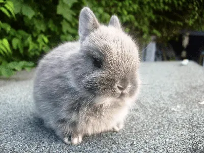 Декоративные Нидерландские карликовые кролики могут похвастаться нежной,  шелковистой, сияющей шубкой, способной украсить любую породу. Мех… |  Instagram