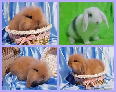декоративные карликовые кролики