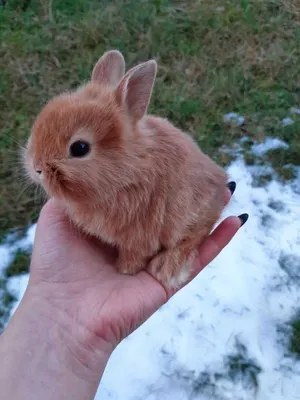 Кролик гермелин - белоснежное чудо - Декоративные кролики