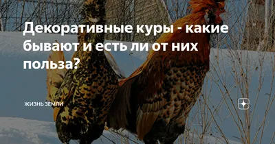 ферма сельская Декоративные курицы во дворе птицы В красочном оперении  Стоковое Изображение - изображение насчитывающей ярд, оперение: 133501463