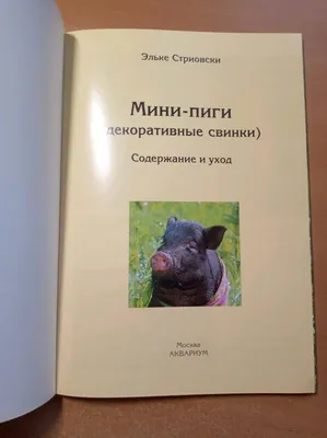 белая свинья в болоте. маленькие декоративные свиньи. свинарник в лесном  зоопарке Стоковое Изображение - изображение насчитывающей мало, поголовье:  236145815