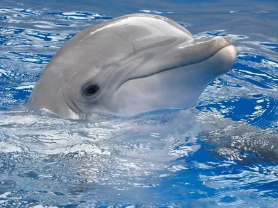 38,118 дельфин стоковые фото – бесплатные и стоковые фото RF от Dreamstime