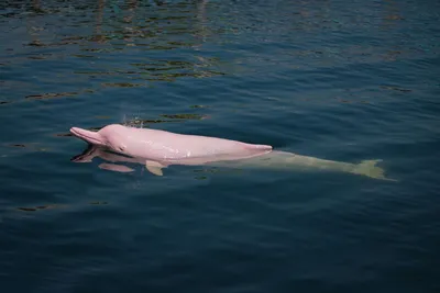 красивый дельфин, выпрыгивающий из моря с чистой голубой водой в солнечный  день Стоковое Изображение - изображение насчитывающей мило, день: 228637403