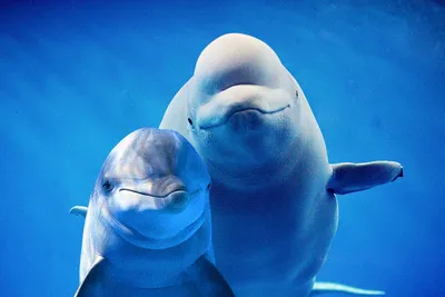 иллюстрация дельфина PNG , дельфин, дельфин рыба, дельфин логотип PNG  картинки и пнг PSD рисунок для бесплатной загрузки