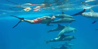 розовый дельфин плавает в воде, фото розовых дельфинов, дельфин, вода фон  картинки и Фото для бесплатной загрузки