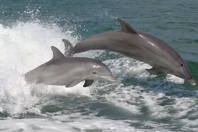 Сочи стал лидером среди приморских городов, где можно чаще всего увидеть  дельфинов | Югополис