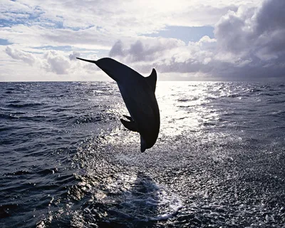 Фото черного дельфина