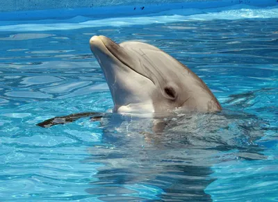 Мёртвого дельфина обнаружили на пляже в Севастополе
