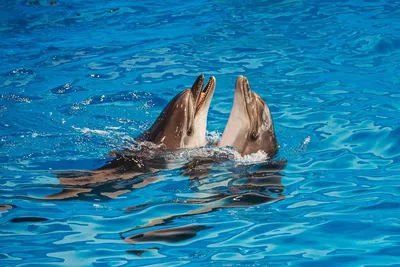 В Приморье начали проверку из-за гибели малыша дельфина в океанариуме -  NakhodkaMedia