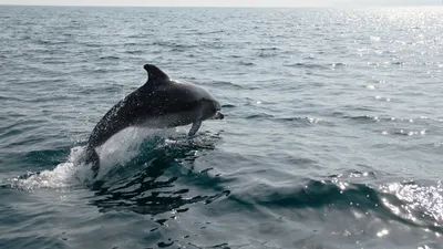 Застрявшего на отмели во Владивостоке дельфина выпустили в море - РИА  Новости, 14.04.2021