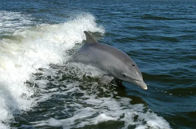 Ветспециалисты: брачные игры стали причиной гибели самки дельфина |  Ветеринария и жизнь