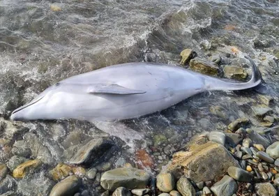 Два дельфина погибли на побережье Краснодарского края - Кубанские новости