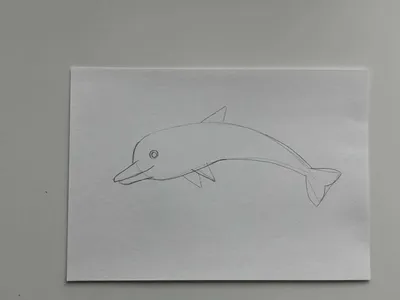 Как нарисовать дельфина карандашом поэтапно — 3 легких рисунка для  начинающих