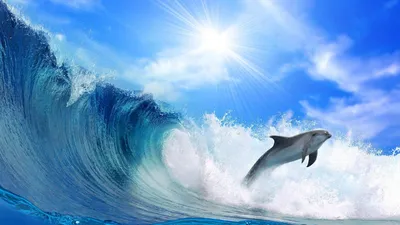 Обои Прыжок дельфина, картинки - Обои для рабочего стола Прыжок дельфина  фото из альбома: (животные)
