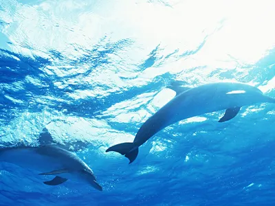 Картинка дельфина красный фон (199 фото) » ФОНОВАЯ ГАЛЕРЕЯ КАТЕРИНЫ АСКВИТ