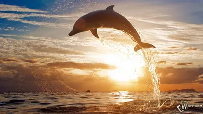 Скачать обои Прыжок дельфина (Море, Закат, Дельфин) для рабочего стола  1920х1080 (16:9) бесплатно, Фото Прыжок дельфина Море, Закат, Дельфин на  рабочий стол. | WPAPERS.RU (Wallpapers).