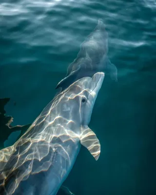 В Черном море заметили дельфина с пятнышком в виде сердца