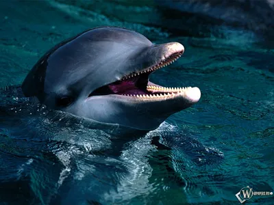 Скачать обои Голова дельфина (Дельфин, Голова) для рабочего стола 1024х768  (4:3) бесплатно, Фото Голова дельфина Дельфин, Голова на рабочий стол. |  WPAPERS.RU (Wallpapers).