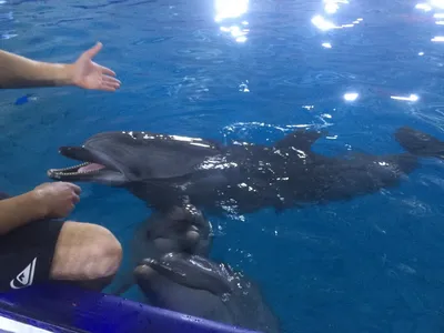 Историю о побеге дельфина в Ангару назвали бредом в дельфинарии в Иркутске  - IrkutskMedia