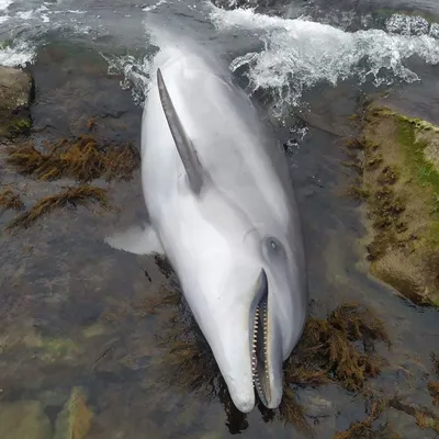 Новороссийск | На берег моря в Новороссийске выбросило дельфина - БезФормата