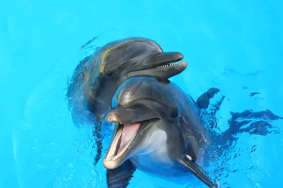 Два дельфина в голубой воде - обои для рабочего стола, картинки, фото