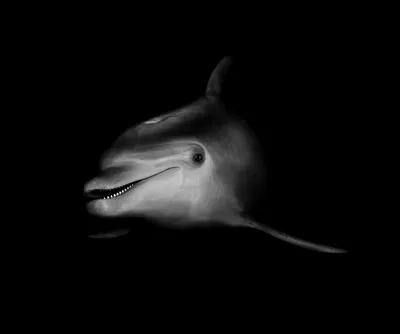 Черно-белое фото улыбающегося дельфина - обои на рабочий стол