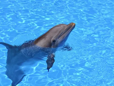 Китай купил робота-дельфина, чтобы не держать животных в неволе (фото,  видео) - Куб