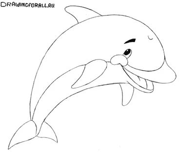 Как нарисовать дельфина | DRAWINGFORALL.RU