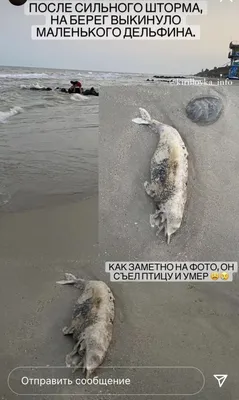 В Кирилловке во время шторма на берег выбросило мертвого дельфина (фото  18+) - ria-m.tv