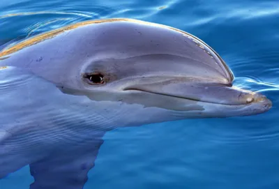 Глаз дельфина (32 фото)