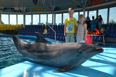 Читатель: «Детям не разрешили потрогать дельфина во время фотосъемки»