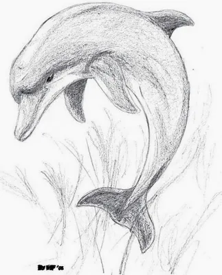 Легкий рисунок дельфина - 64 фото