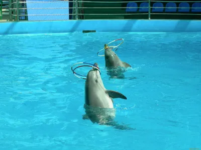 Дельфины в дельфинарии - 61 фото