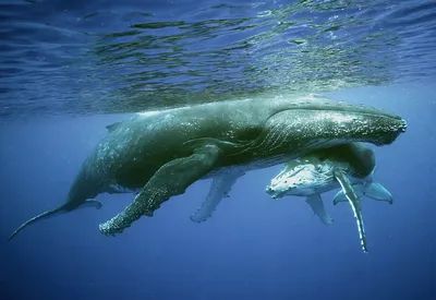 Дельфинов и китов фото