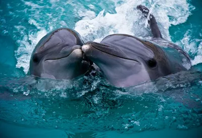 Где смотреть на китов и дельфинов