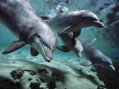 23 июля – Всемирный день в защиту китов и дельфинов